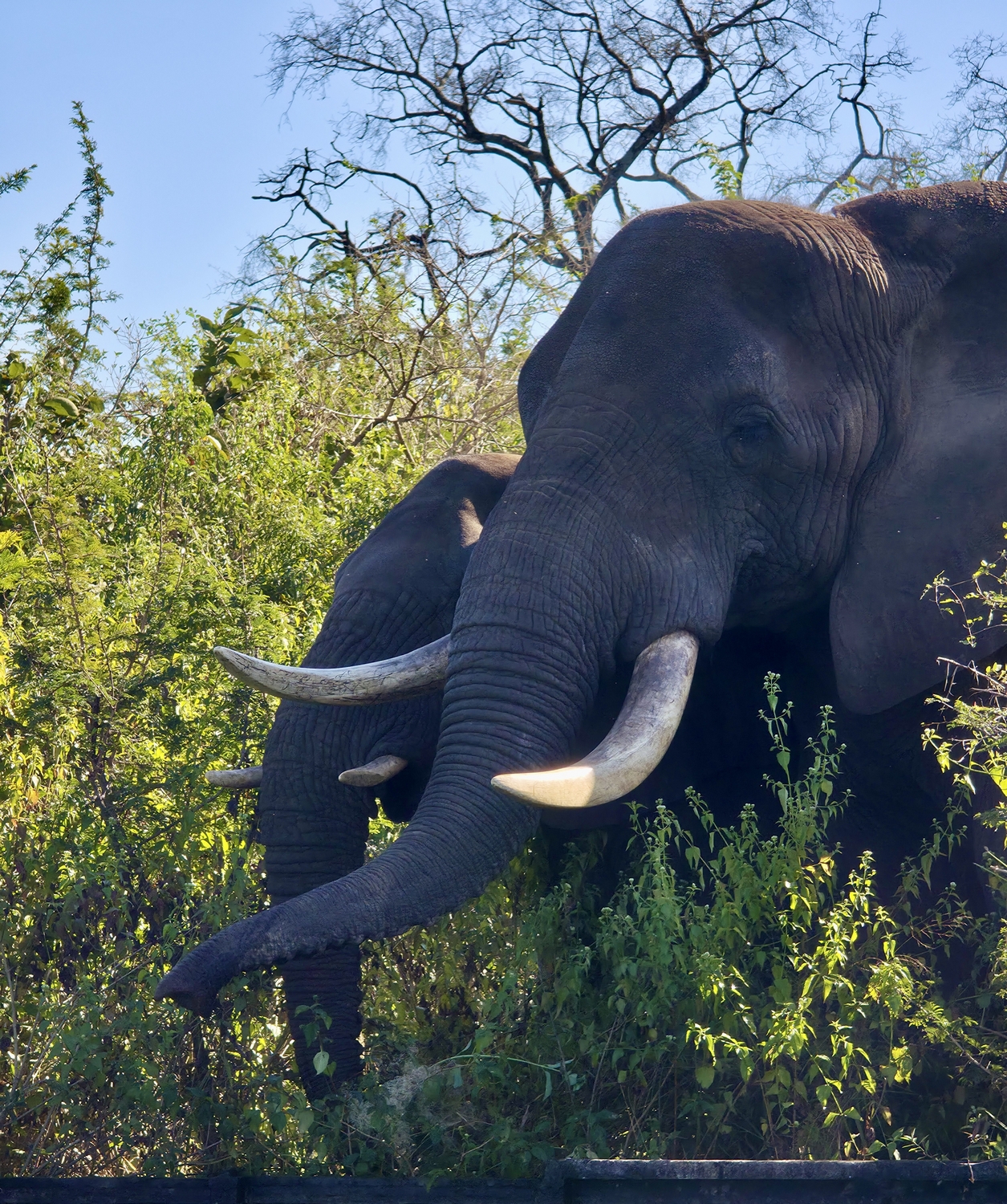 Andile - Image 3