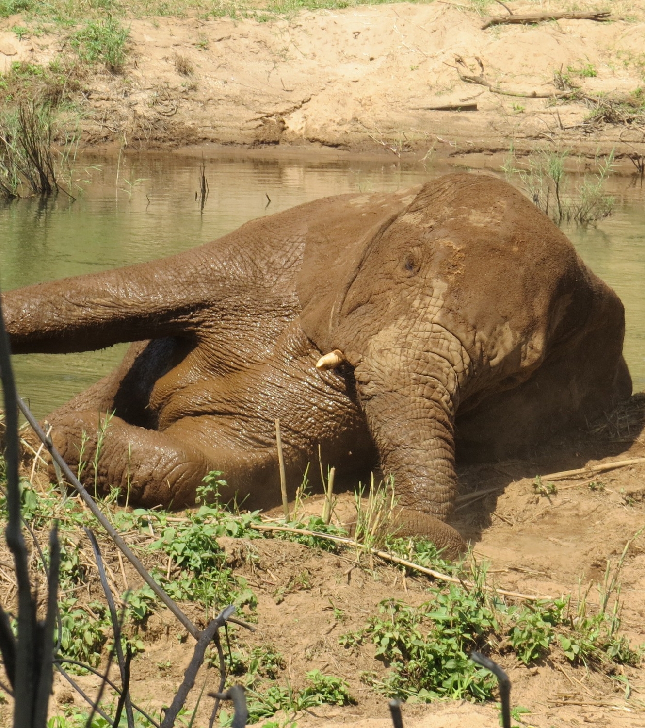 Andile - Image 6