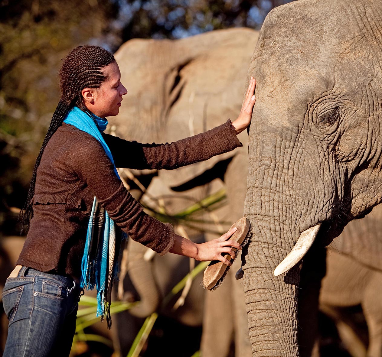 Elephant Encounters
