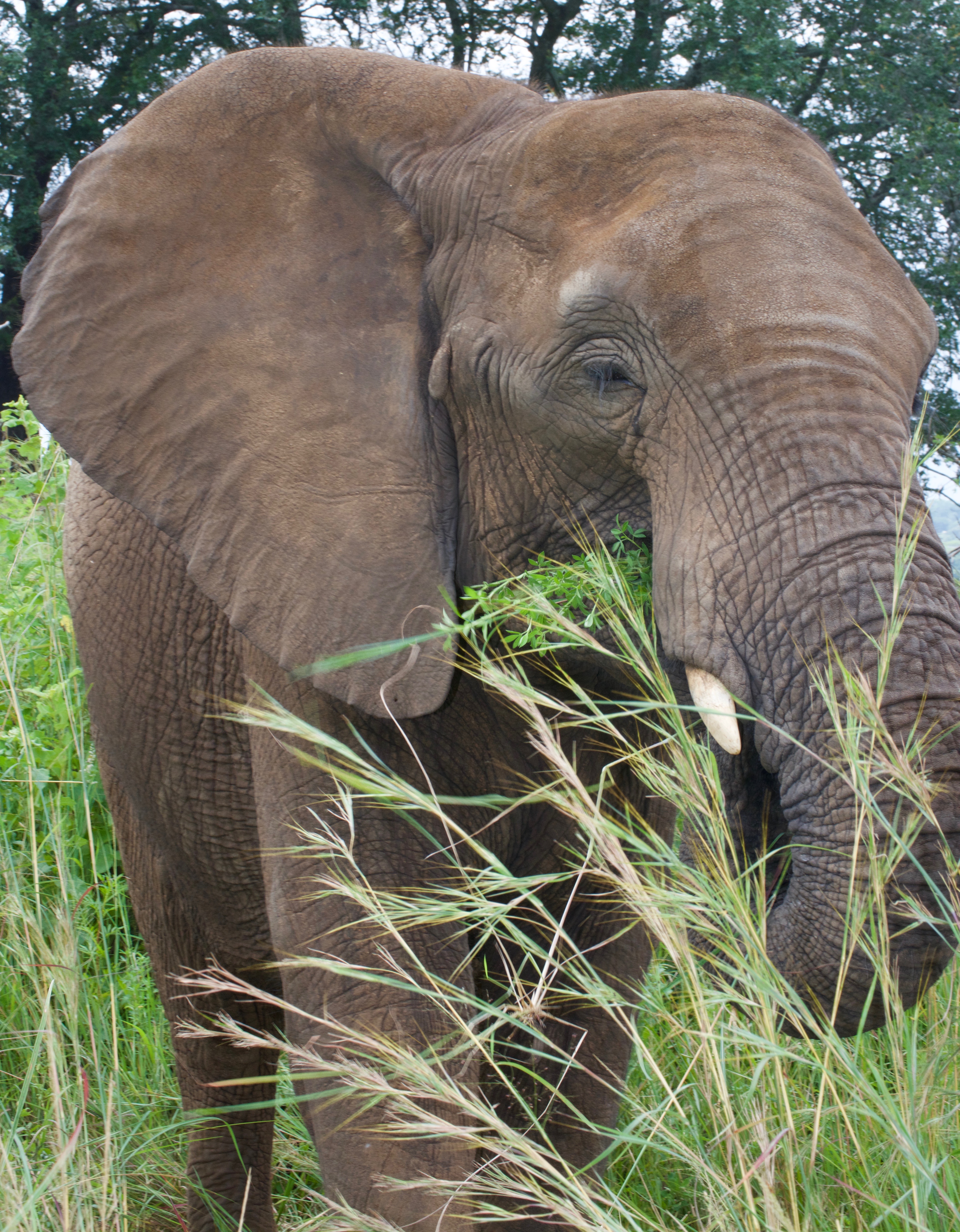 Lindiwe - Image 2