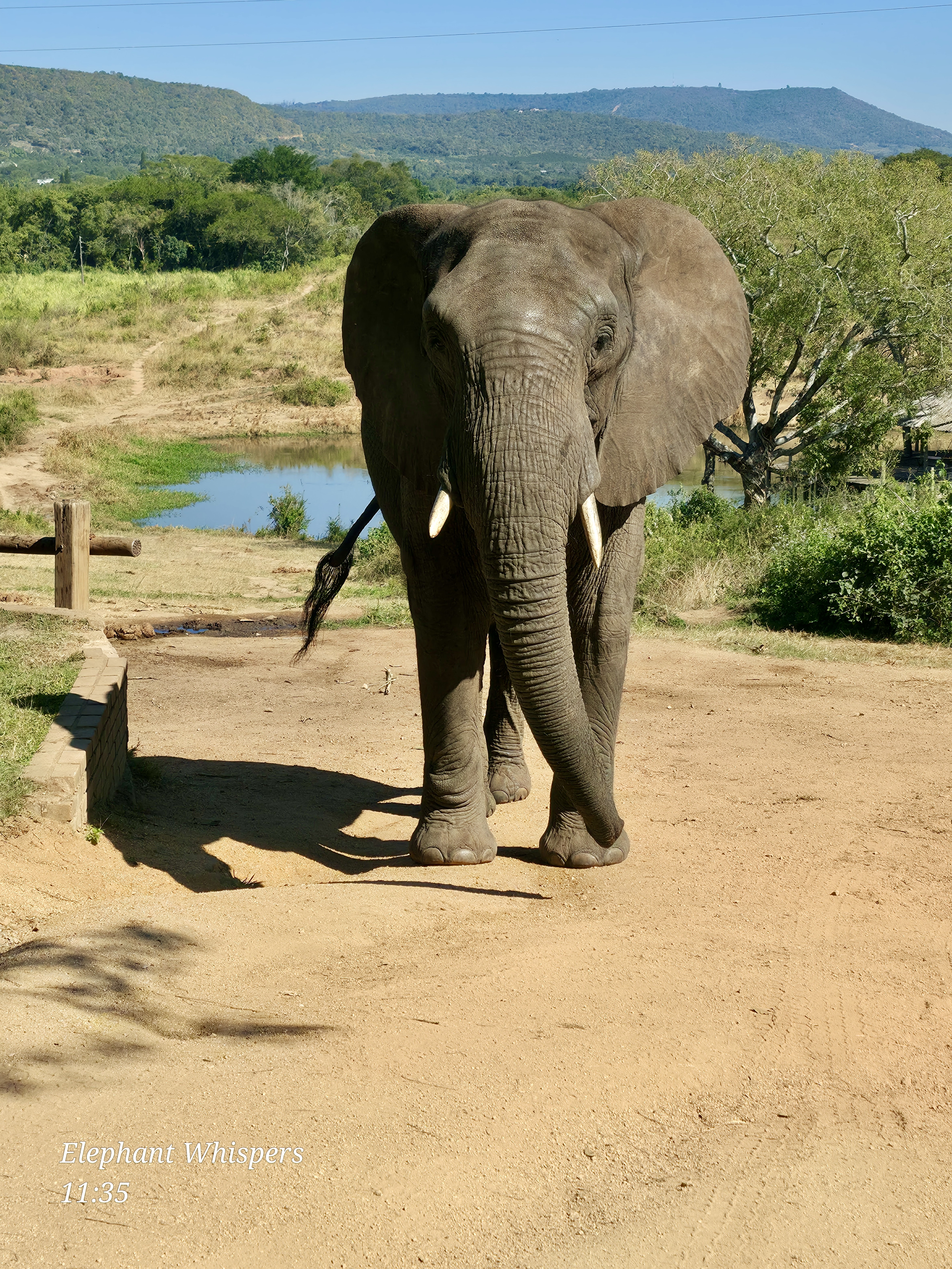 Lindiwe - Image 4