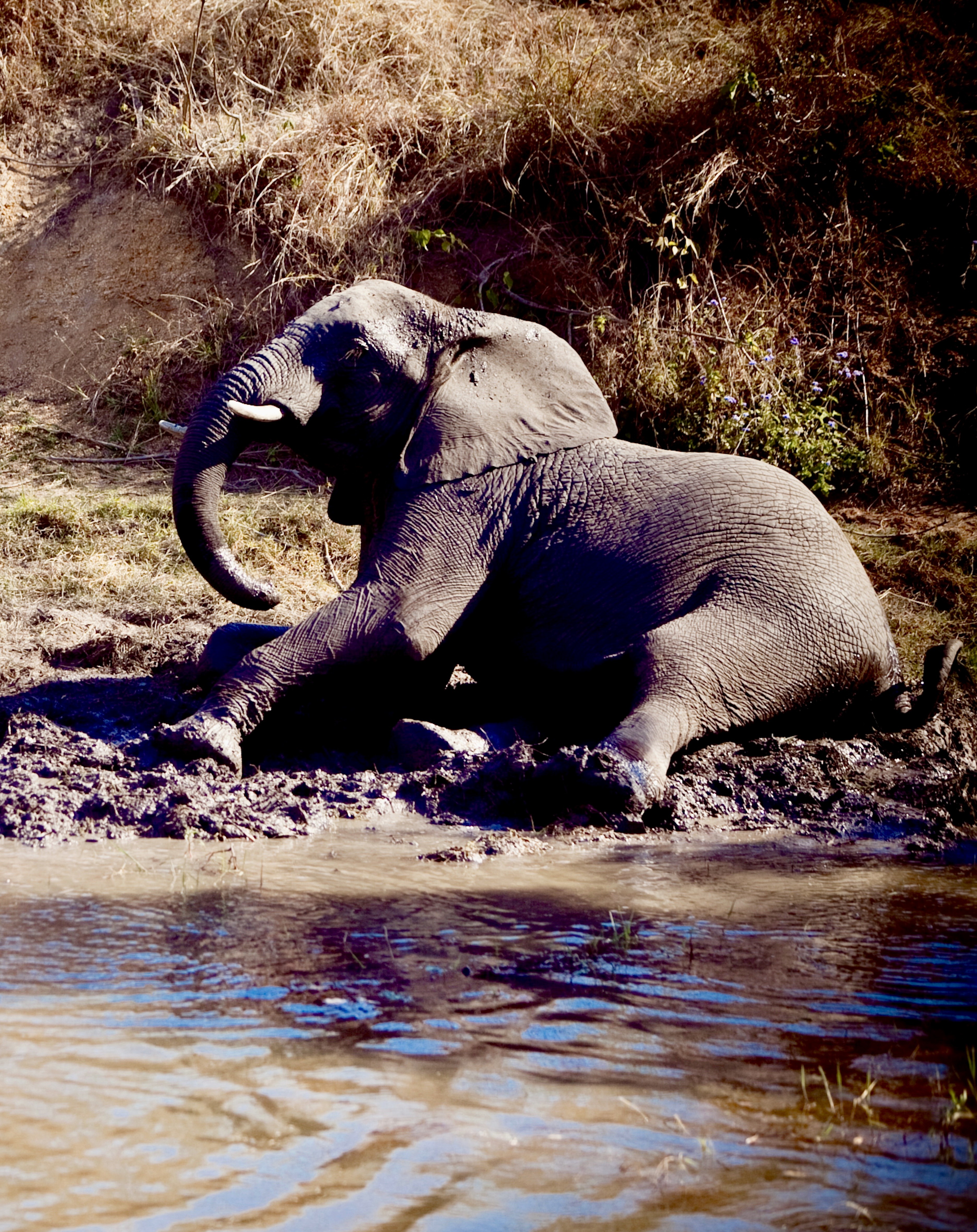 Lindiwe - Image 5