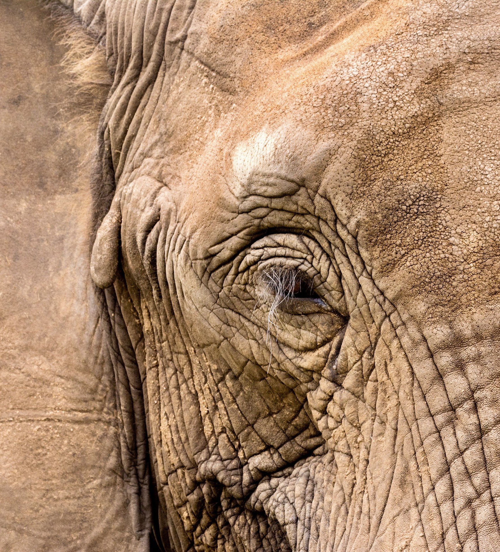 Lindiwe - Image 6