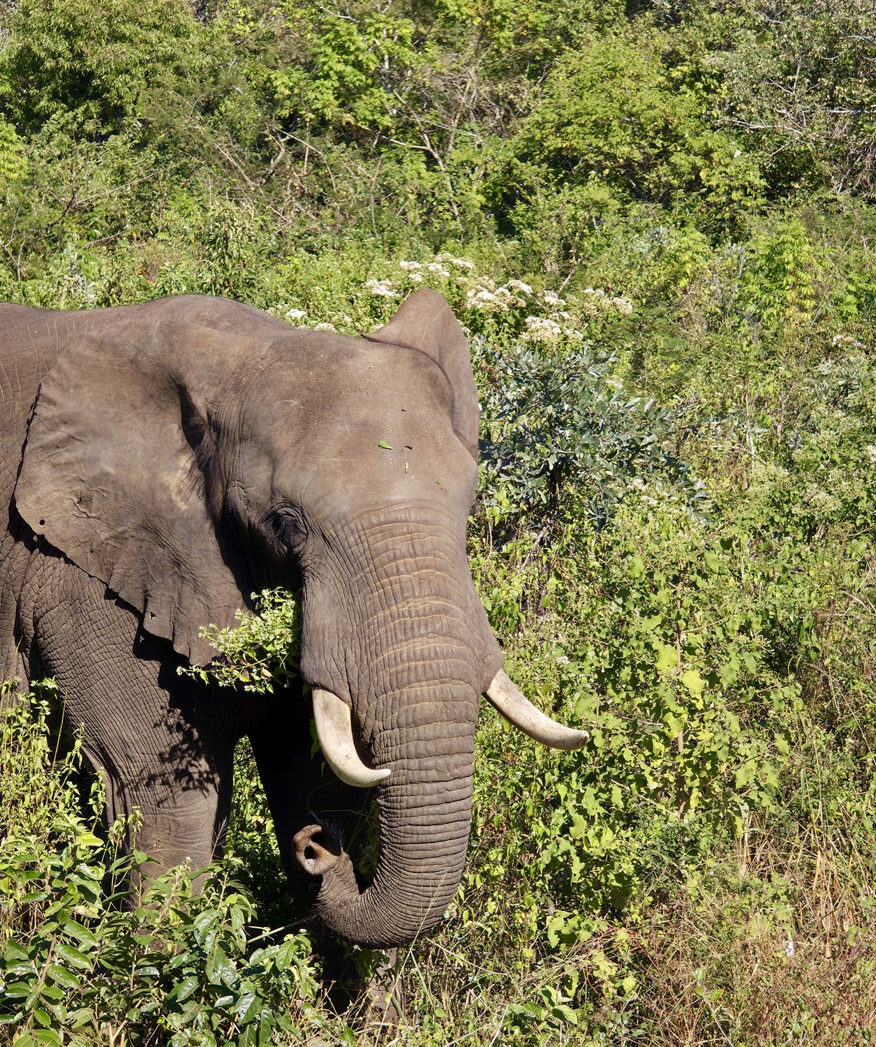 Shamwari - Image 2