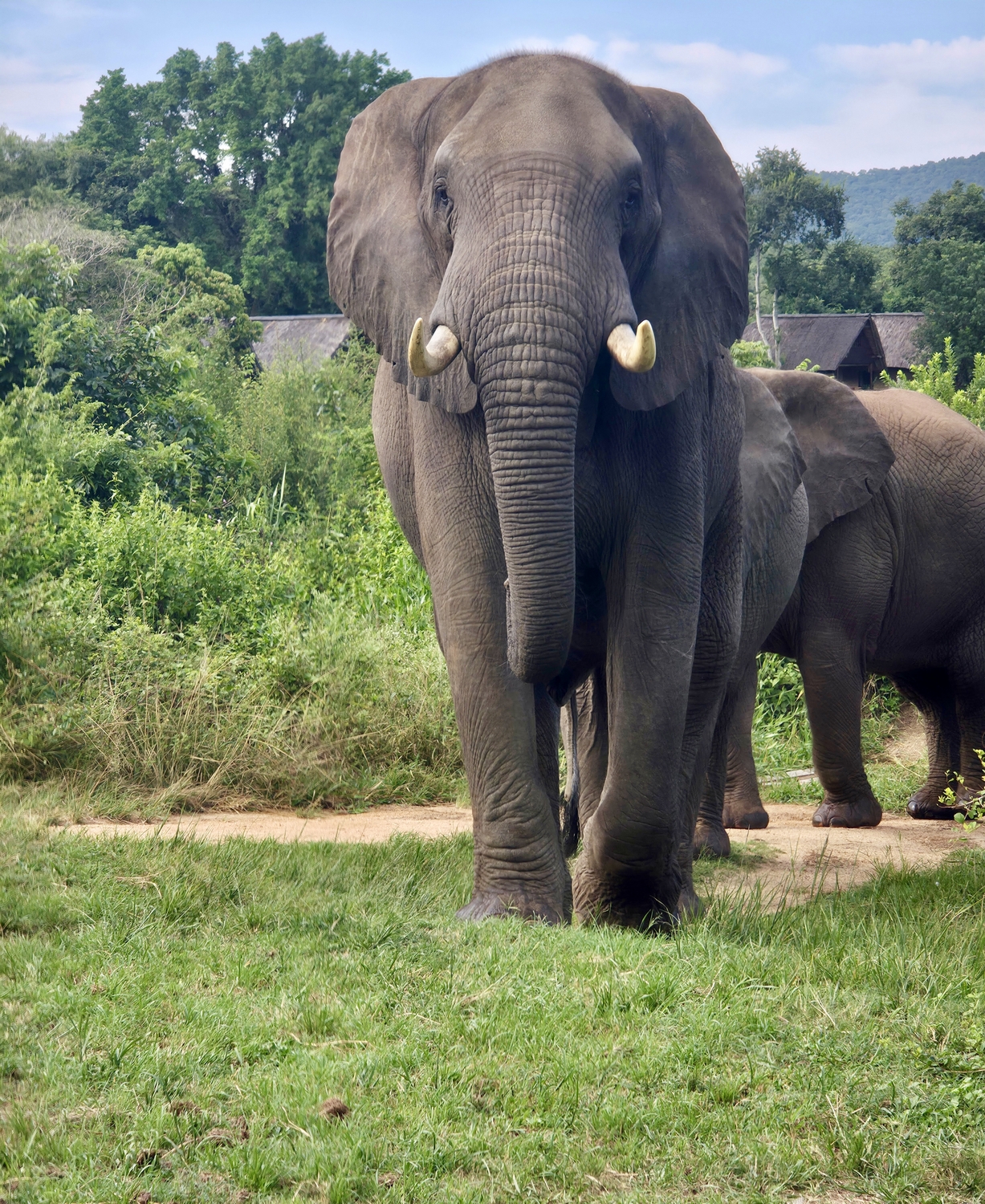 Shamwari - Image 3