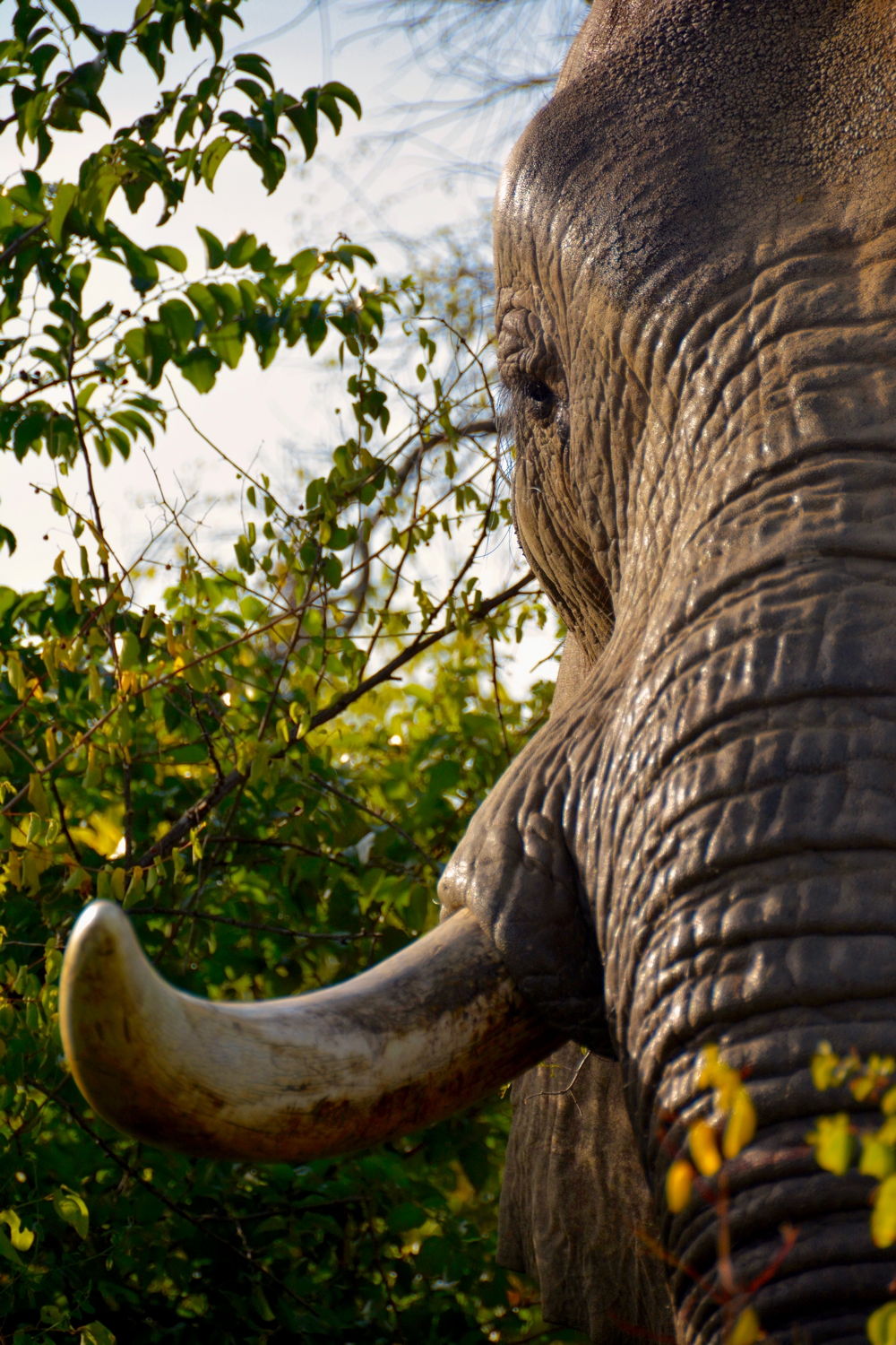 Shamwari - Image 4