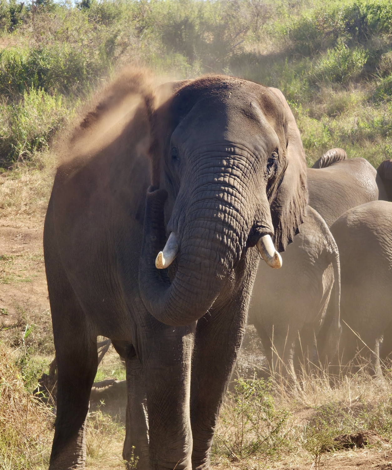 Shamwari - Image 5