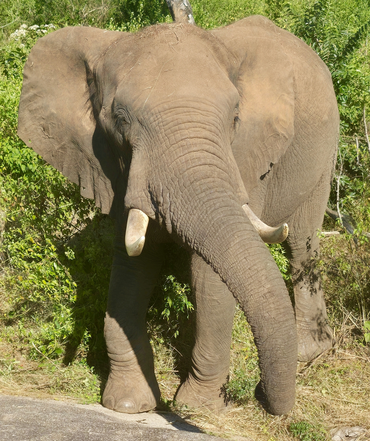 Shamwari - Image 7
