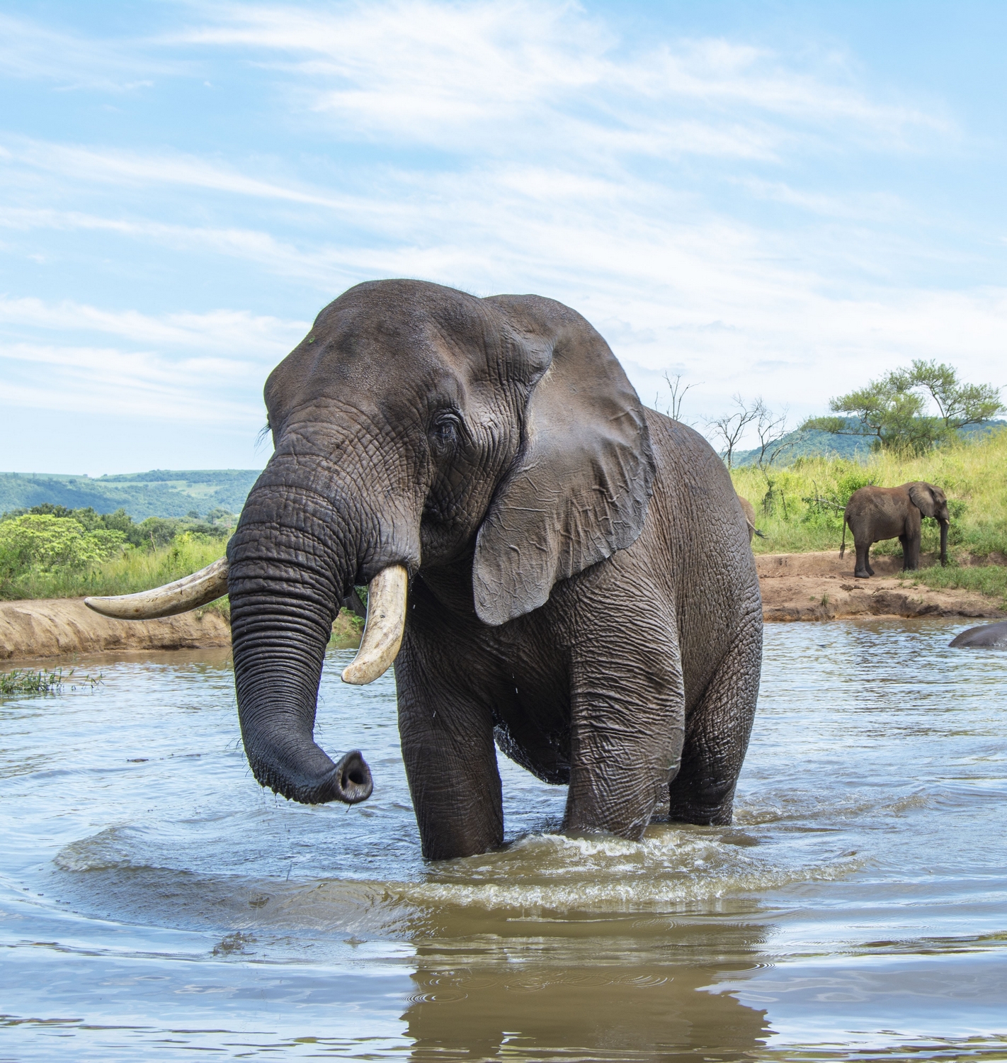 Tembo - Image 2