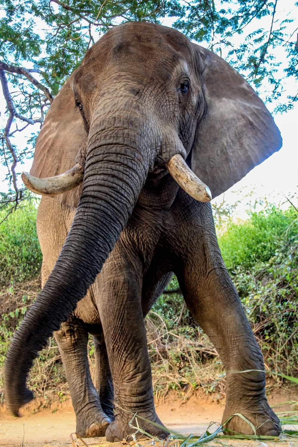 Tembo - Image 3