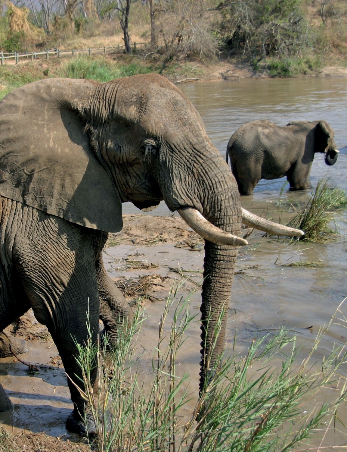 Tembo - Image 4