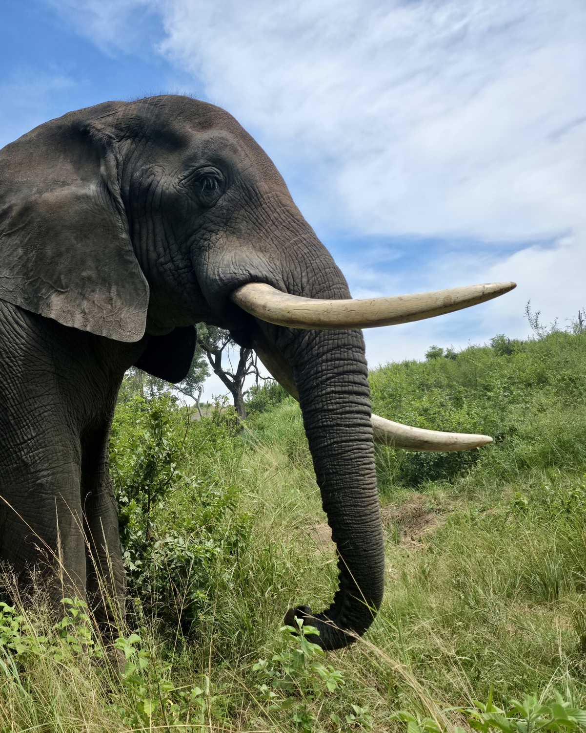 Tembo - Image 5