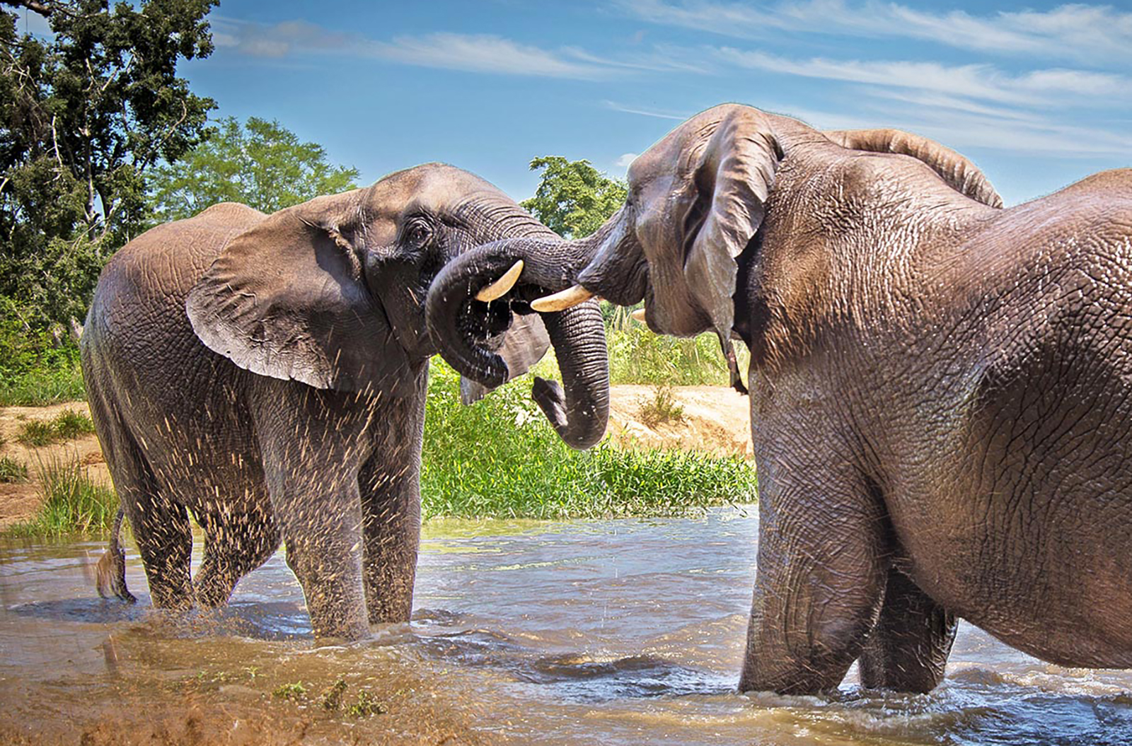 Elephant interaction
