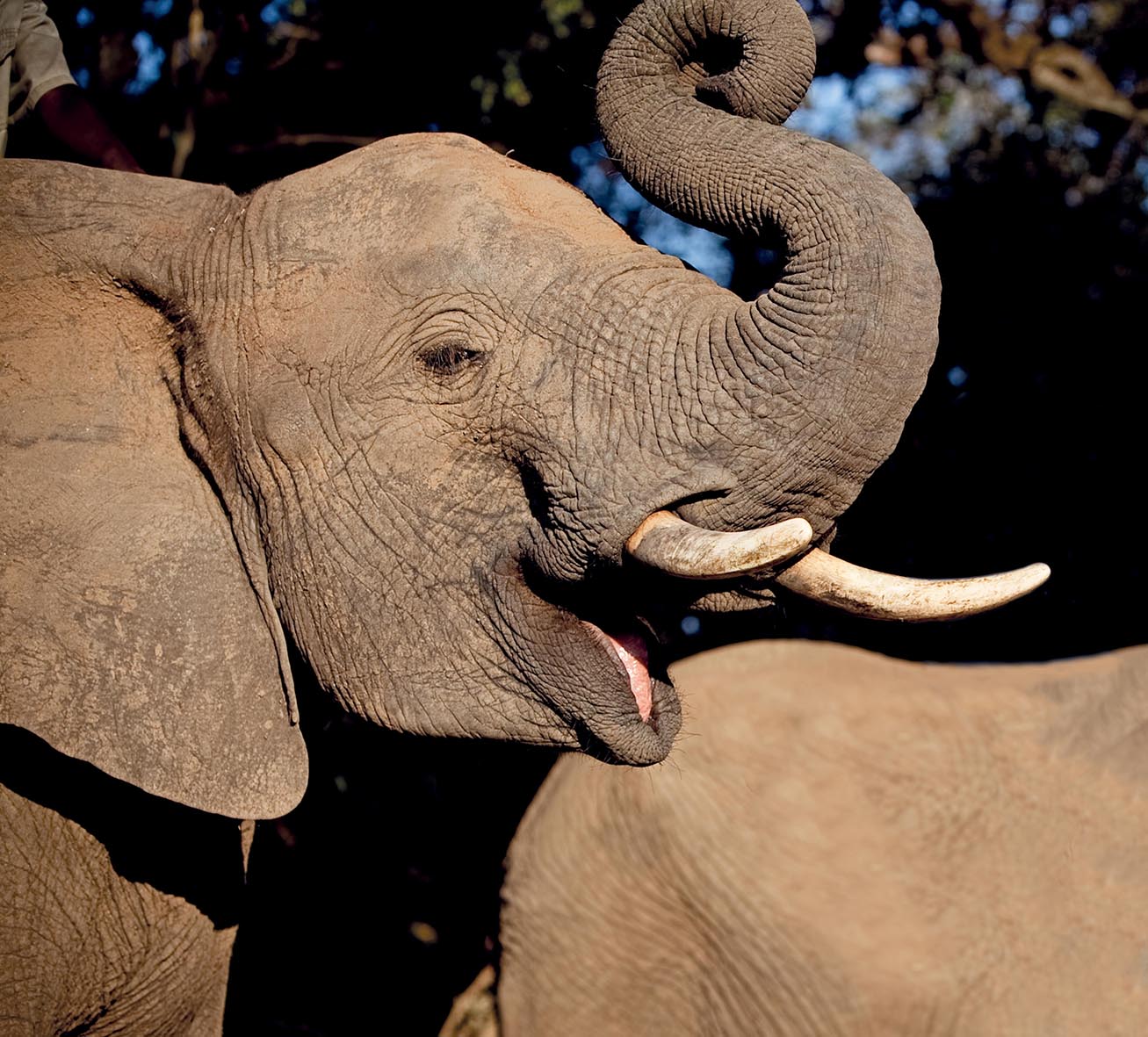 Shamwari - Image 1