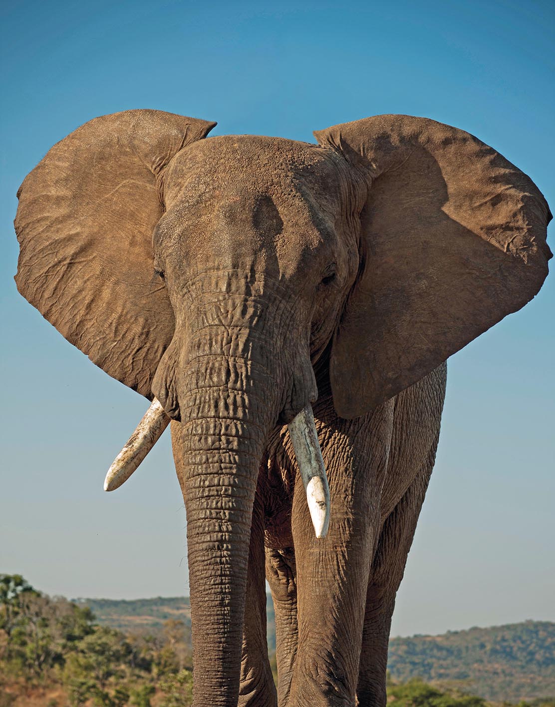 Tembo - Image 1